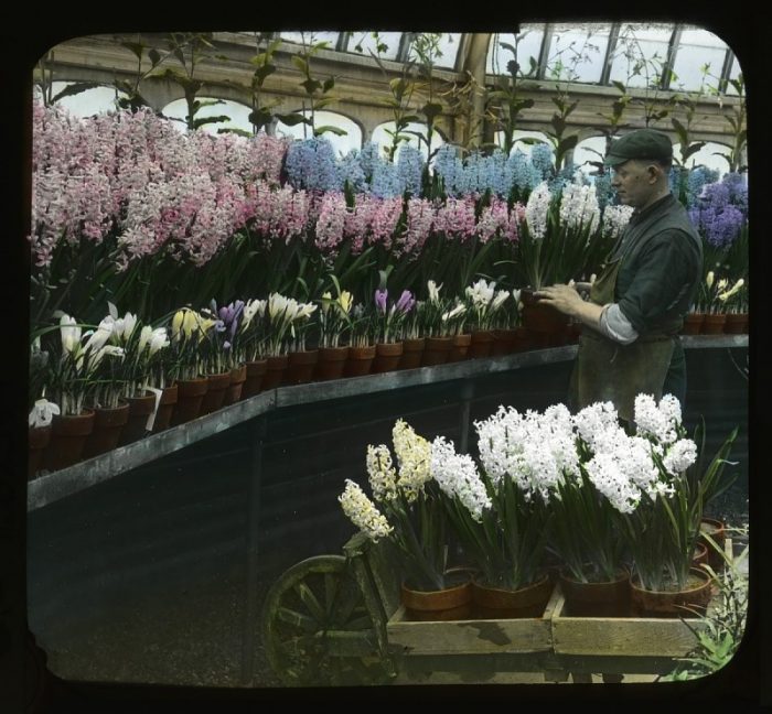 Man working among hyacynths and crocuses