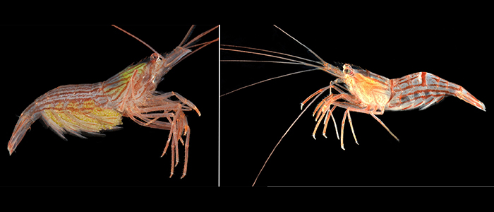 The Perplexing Case of the Peppermint Shrimp