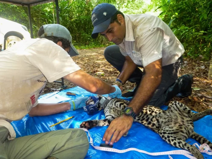 Researchers with tranquilized jaguar