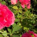 Close up of pink garden roses