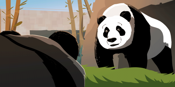 Giant Panda graphic from Sidedoor 8.1