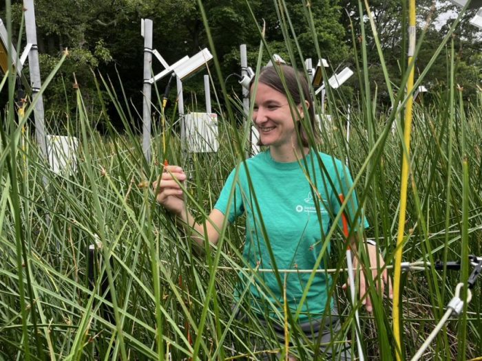 Female scientists checking equipment in reedy marsh