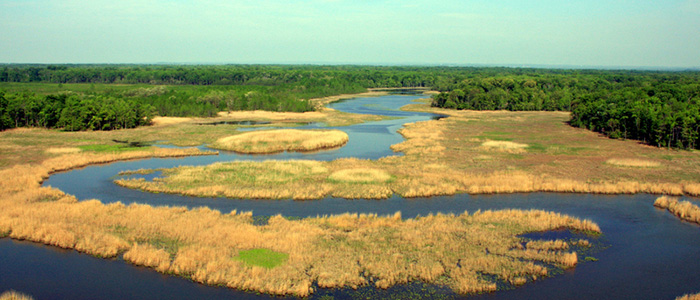 Smithsonian scientists work to save Maryland’s marshes and beyond