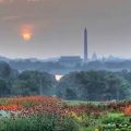 Sunrise on overcast day. Flowers in foreground, Washingto0n Monment in background