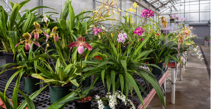 Bloomin gorchids in Smithsonian Greenhouse