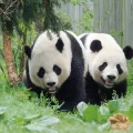 Giant pandas at the National Zoo