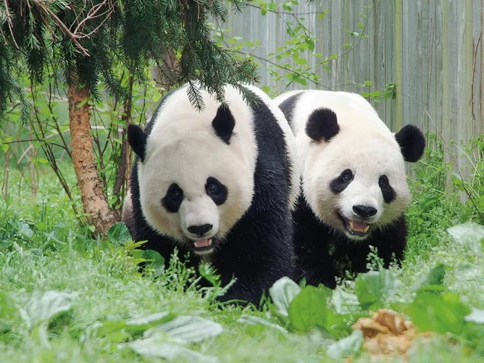 Giant pandas at the National Zoo