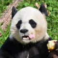 Giant panda Mei Ciang