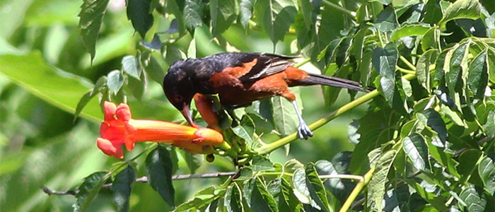 A bird in the hand