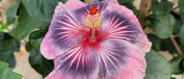 Summer Showcase: Must-see Tropical Plants