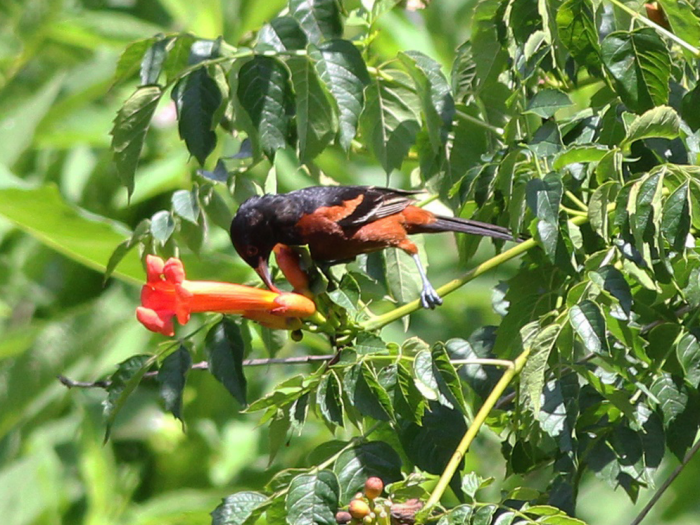 Nectar-eating oriole with orange trumpet flower