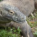 Komodo dragon