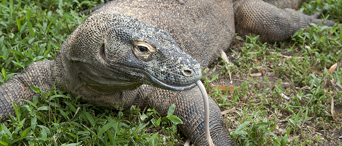 How do you help a Komodo Dragon with arthritis?