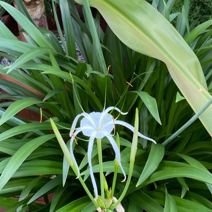 Close up of small white spidery flower