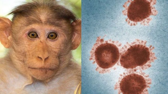 Smithsonian is assessing risk of Monkeypox to staff and live collections