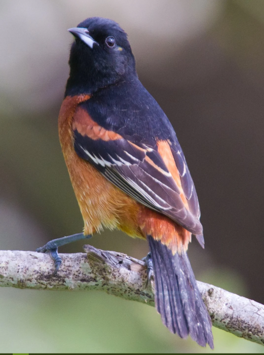 Close up of blue and orange orchard oriole