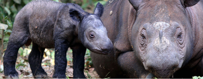 Endangered rhinocerous with baby