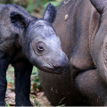 Banner crop of endanger4ed rhinocerous with baby