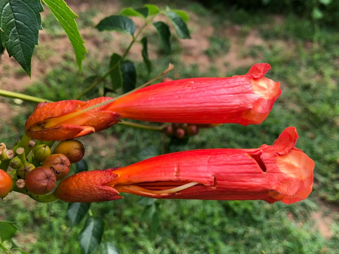 Closeup of two orange trumpet flowers