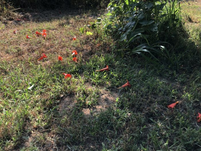 Trumpet flowers on the ground