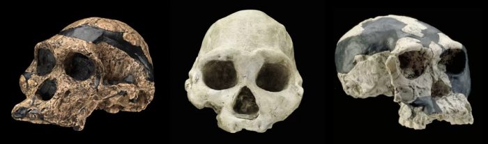 Hominid skuls photographed against a black background