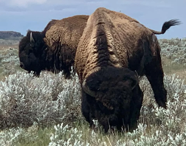 Two bison grazin on a praries