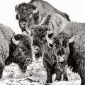 Cropped B&W photo of of four bison grazing in snowy field