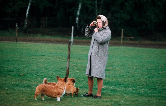 Queen in scarf and tweed coat with dogs