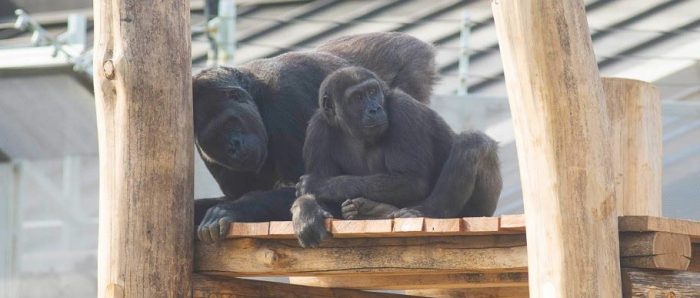 Lowland gorillas in their enclosure at the National Zoo