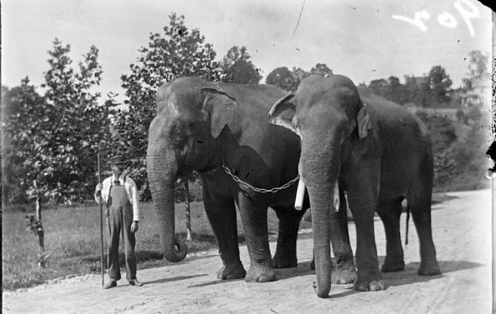 B&W photo of two elephants being led by keeper