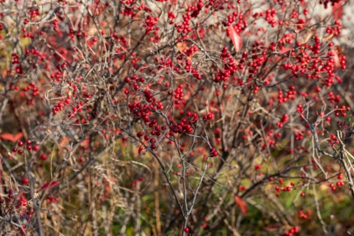 Red fall berries on a shrub