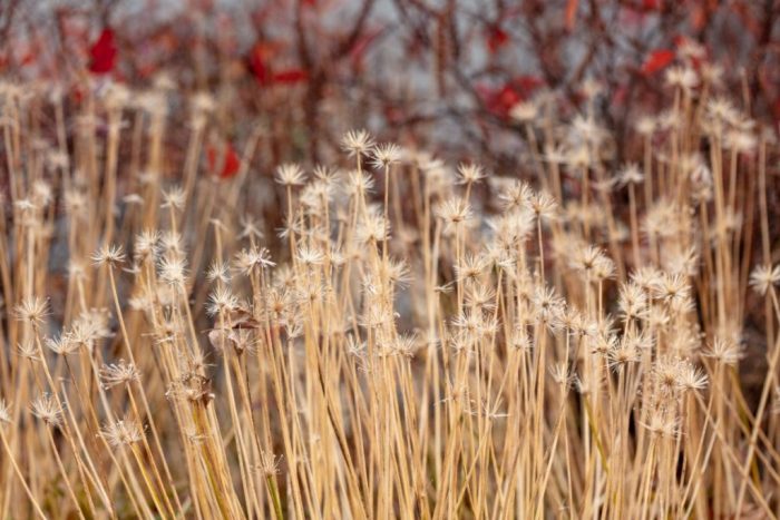 dried plant stalks against a background of berry shrubs