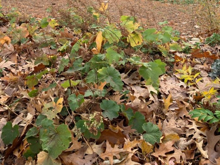 Leaves on the ground