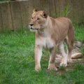 Naba the lioness in her enclosure at the Zoo
