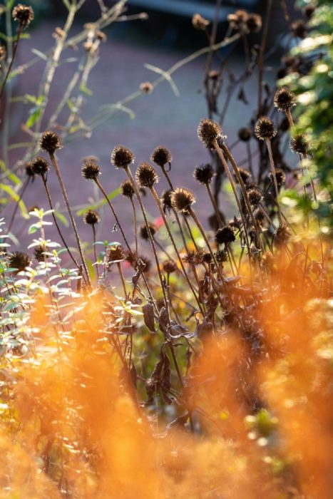 Coneflower seed heads in the garden