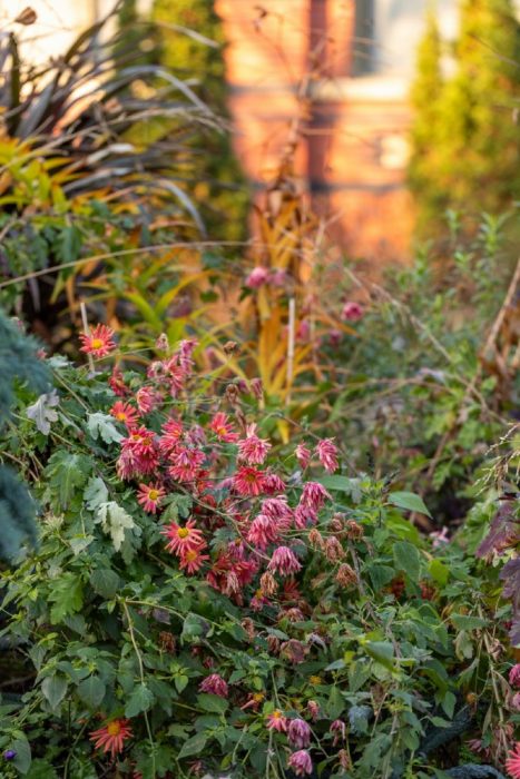 Fall-blooming plants