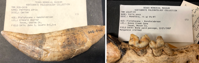 Side by side photos of fossilized mammoth teeth with labels