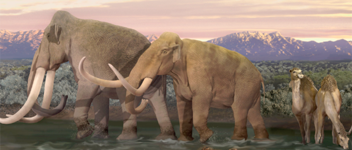 What the Demise of Mammoths Can Teach Us About Future Extinctions