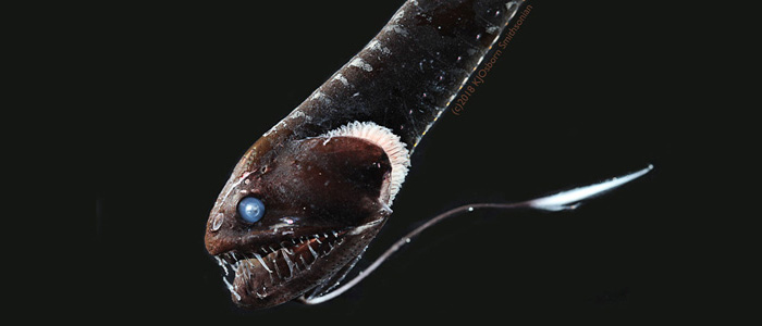 A black deep-sea fish against a black background
