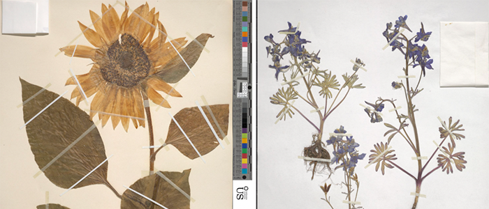 2022 in Review Part 1: The National Herbarium Goes Digital