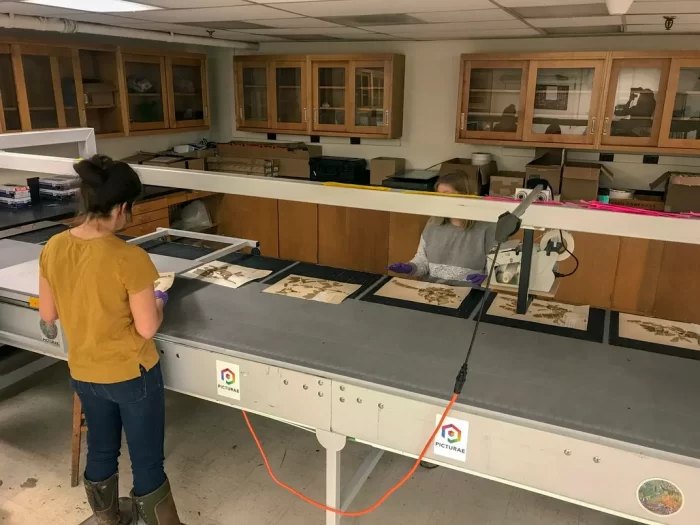 Woman with back to camera loads specimen sheets onto conveyor belt