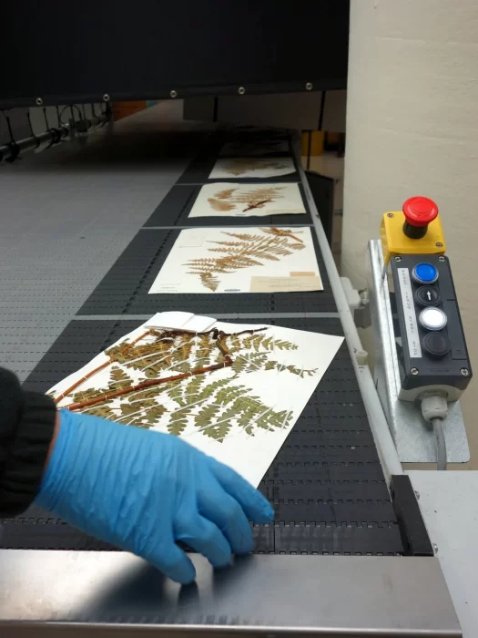 Gloved hand removing herbarium specimens on paper from conveyor belt