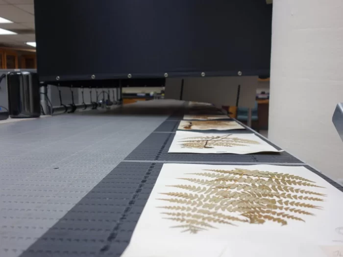 Botany specimens on conveyor belt