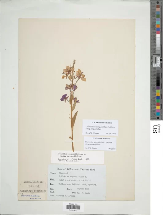 Fireweed specimen collected from Yellowstone National Park