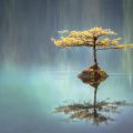 SIngle tree on tiny island reflected in water