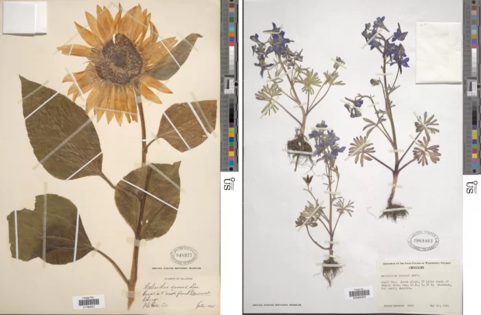 Composite photo of two herbarium specimens on specimen sheets