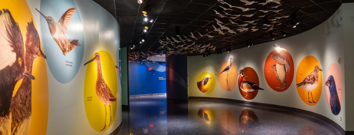 Concourse between exhibits with bird images on walls