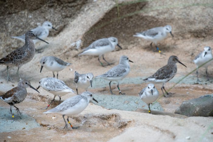 Group of short-hilled sanderlings in beach-like habitat