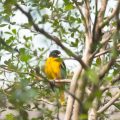 Baltimore Oriole with pronounced yellow breast in tree