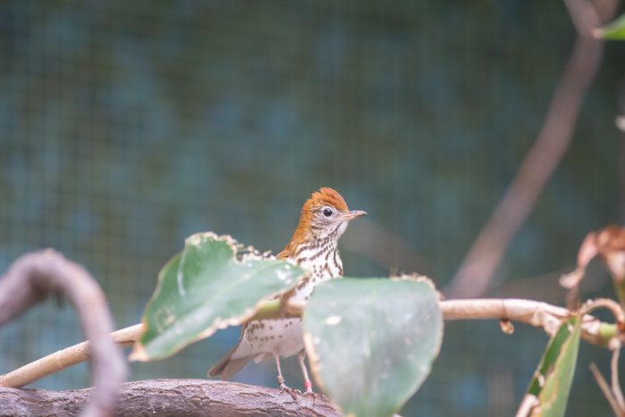 Small brown speckled bird perches on a branch